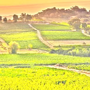 カノン・フロンサック(Canon Fronsac)