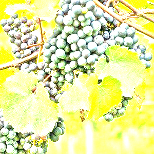 カリニャン(Carignan)