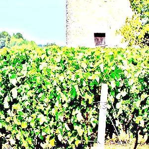 オー・メドック(Haut-Medoc)