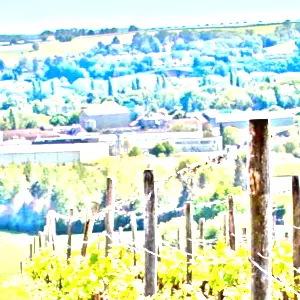 ジャスニエール(Jasnieres)